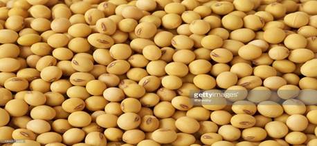 Soybean : Stock Photo